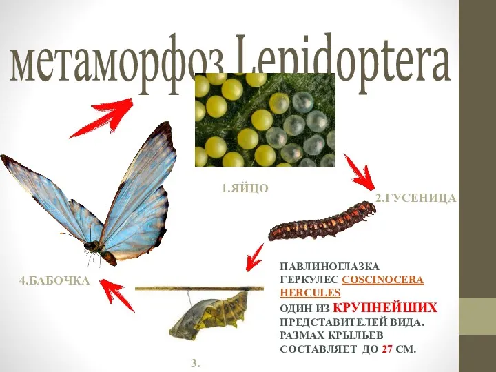 метаморфоз Lepidoptera ПАВЛИНОГЛАЗКА ГЕРКУЛЕС COSCINOCERA HERCULES ОДИН ИЗ КРУПНЕЙШИХ ПРЕДСТАВИТЕЛЕЙ