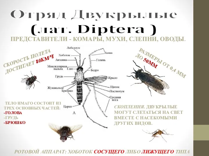 Отряд Двукрылые (лат. Diptera ) ПРЕДСТАВИТЕЛИ - КОМАРЫ, МУХИ, СЛЕПНИ,