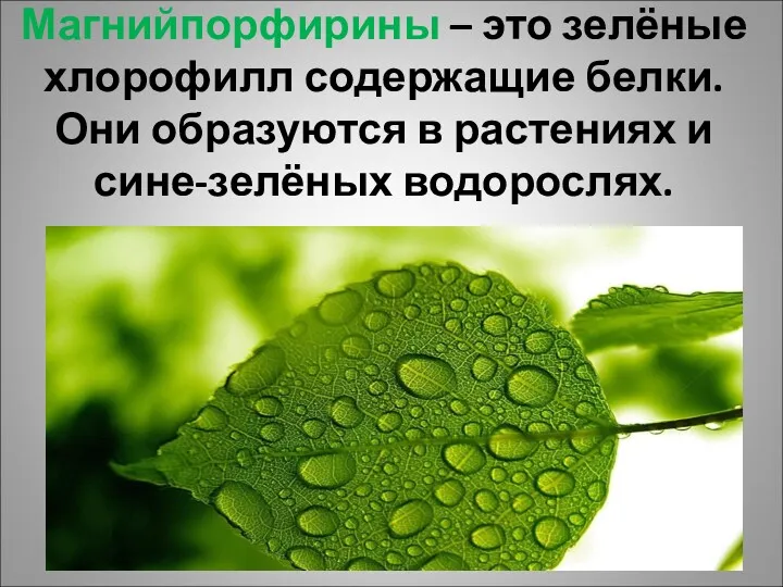 Магнийпорфирины – это зелёные хлорофилл содержащие белки. Они образуются в растениях и сине-зелёных водорослях.