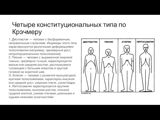 Четыре конституциональных типа по Крэчмеру 1. Диспластик — человек с