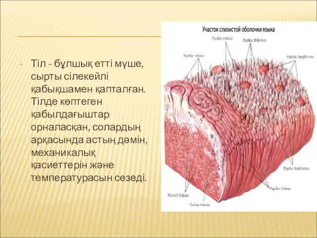 Тіл - бұлшық етті мүше, сырты сілекейлі қабықшамен қапталған. Тілде