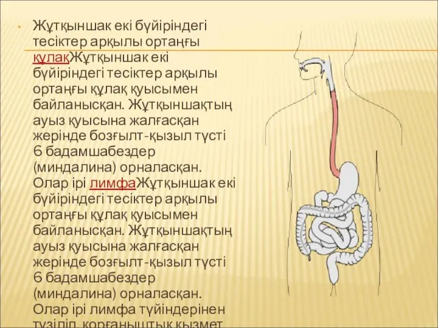 Жұтқыншак екі бүйіріндегі тесіктер арқылы ортаңғы құлақЖұтқыншак екі бүйіріндегі тесіктер