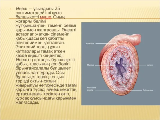 Өңеш — ұзындығы 25 сантиметрдей іші қуыс бұлшықетті мүше. Оның