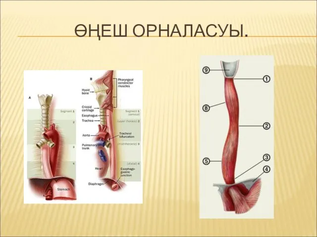 ӨҢЕШ ОРНАЛАСУЫ.