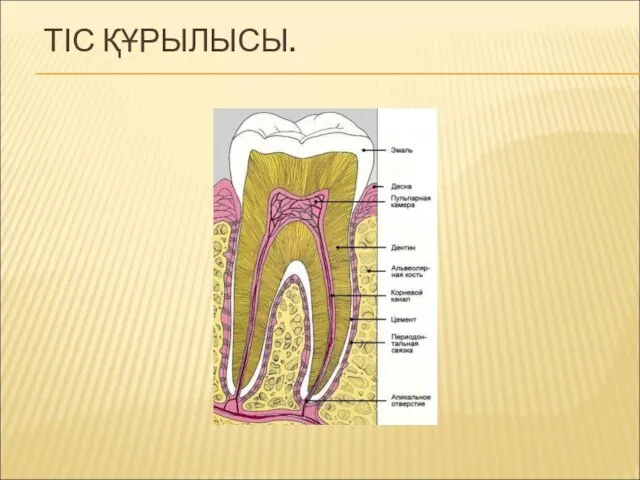 ТІС ҚҰРЫЛЫСЫ.