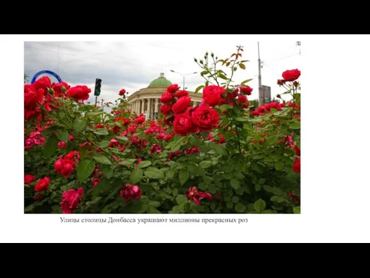 Улицы столицы Донбасса украшают миллионы прекрасных роз