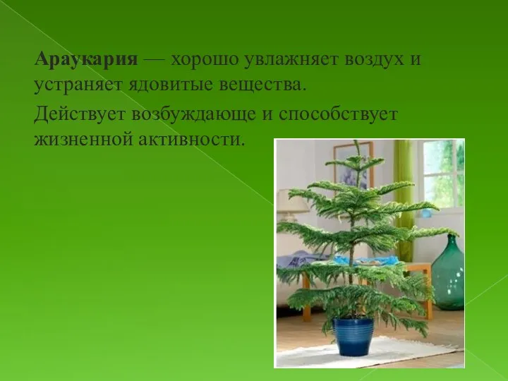 Араукария — хорошо увлажняет воздух и устраняет ядовитые вещества. Действует возбуждающе и способствует жизненной активности.