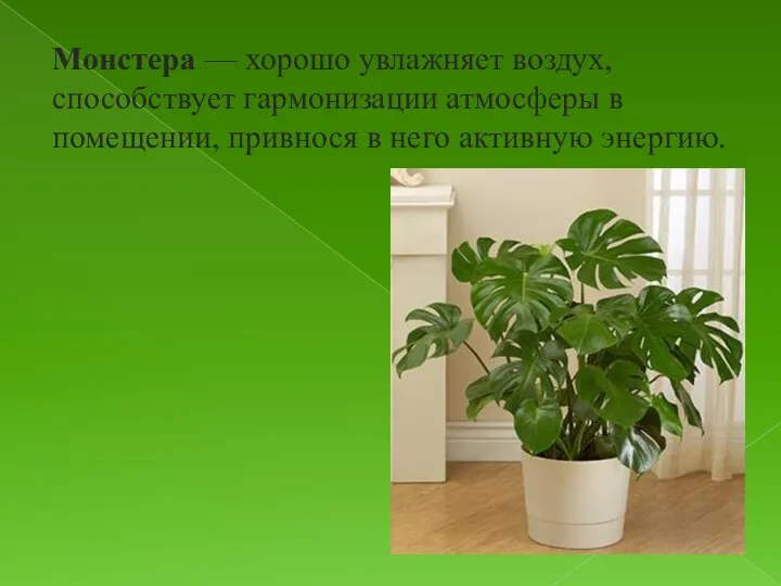 Монстера — хорошо увлажняет воздух, способствует гармонизации атмосферы в помещении, привнося в него активную энергию.