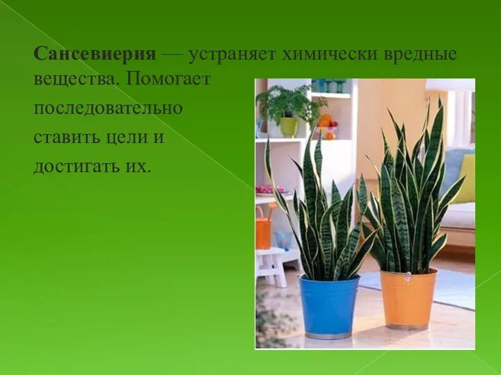 Сансевиерия — устраняет химически вредные вещества. Помогает последовательно ставить цели и достигать их.