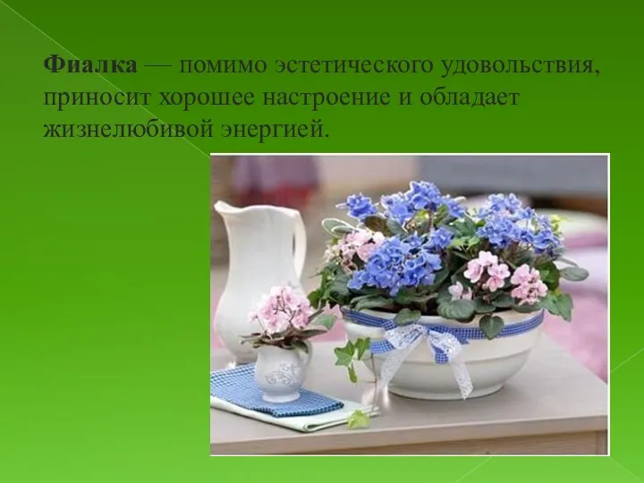 Фиалка — помимо эстетического удовольствия, приносит хорошее настроение и обладает жизнелюбивой энергией.