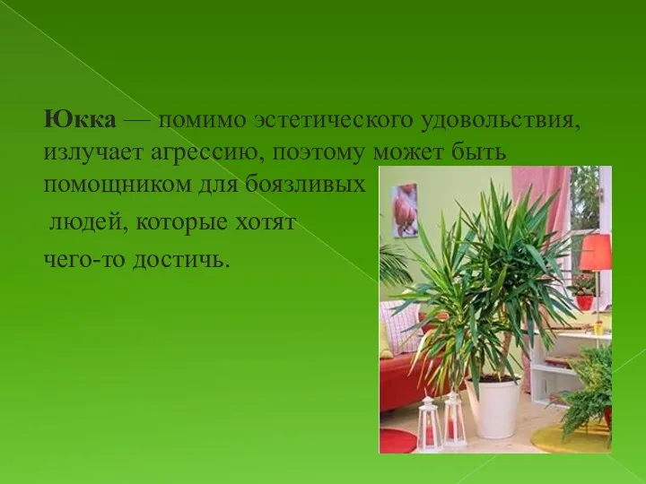 Юкка — помимо эстетического удовольствия, излучает агрессию, поэтому может быть