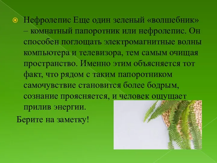 Нефролепис Еще один зеленый «волшебник» – комнатный папоротник или нефролепис.