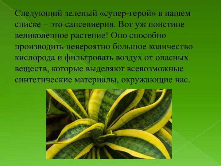 Следующий зеленый «супер-герой» в нашем списке – это сансевиерия. Вот