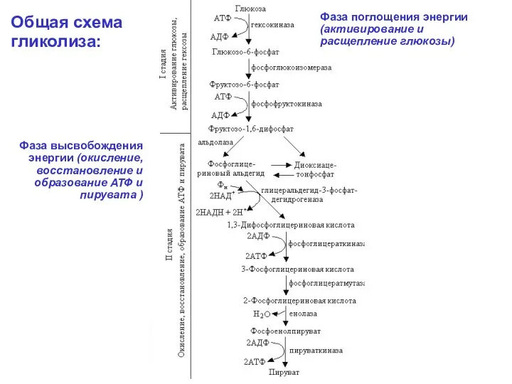 ГЛЮКОЗА 2 AДФ + 2 Ф 2 ATФ используются формируются