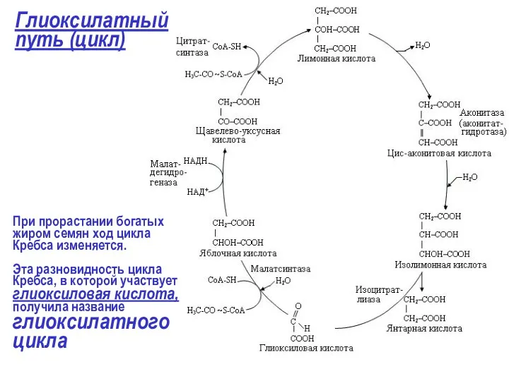 Глиоксилатный путь (цикл) При прорастании богатых жиром семян ход цикла