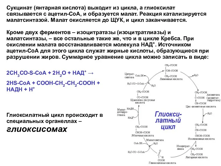 Глиокси- латный цикл Сукцинат (янтарная кислота) выходит из цикла, а