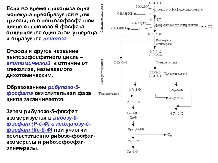 Если во время гликолиза одна молекула преобразуется в две триозы,