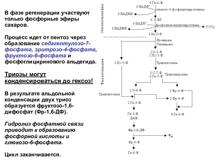 В фазе регенерации участвуют только фосфорные эфиры сахаров. Процесс идет