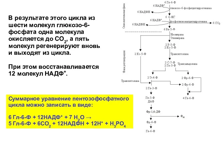 Суммарное уравнение пентозофосфатного цикла можно записать в виде: 6 Гл-6-Ф