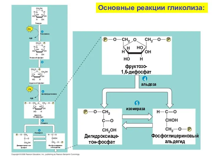 Альдоза Изомераза Дигидроксиаце-тон-фосфат Фосфоглицериновый альдегид 4 5 альдоза изомераза фруктозо-