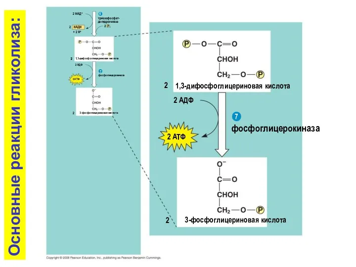 2 АДФ фосфоглицерокиназа 2 ATФ 2 3-фосфоглицериновая кислота 7 2