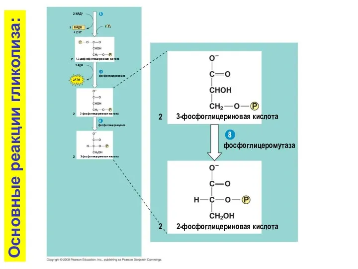 3-фосфоглицериновая кислота фосфоглицеромутаза 2-фосфоглицериновая кислота 2 2-фосфоглицериновая кислота 2 2