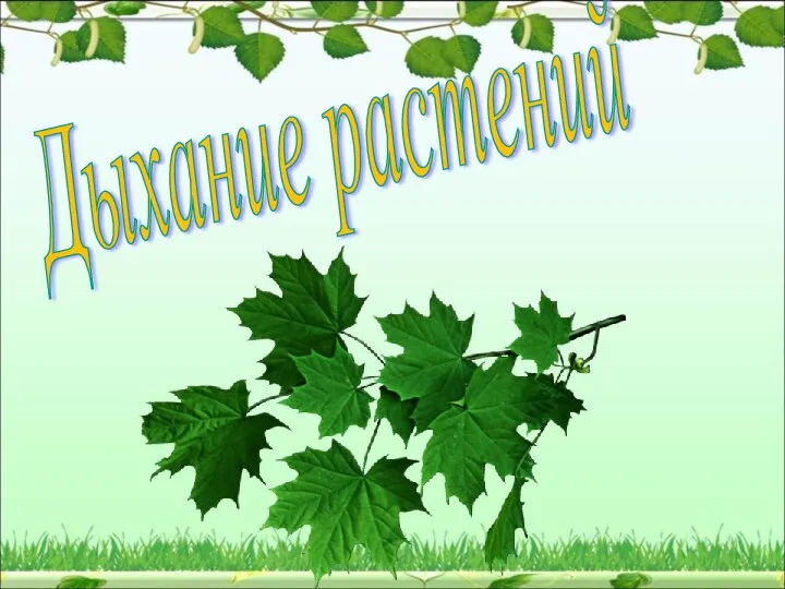 Дыхание растений