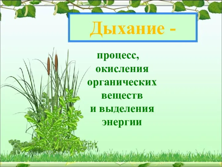 Дыхание - процесс, окисления органических веществ и выделения энергии