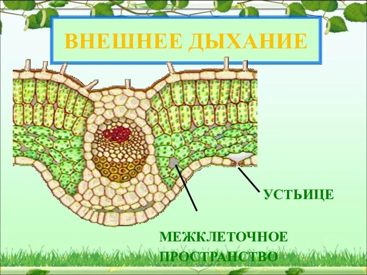 ВНЕШНЕЕ ДЫХАНИЕ МЕЖКЛЕТОЧНОЕ ПРОСТРАНСТВО УСТЬИЦЕ