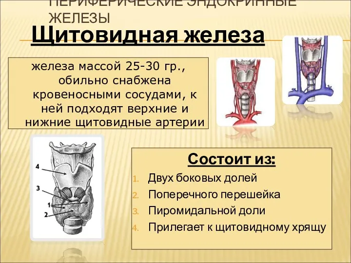 ПЕРИФЕРИЧЕСКИЕ ЭНДОКРИННЫЕ ЖЕЛЕЗЫ Состоит из: Двух боковых долей Поперечного перешейка