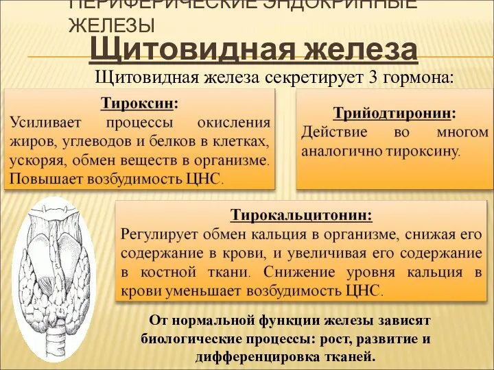 ПЕРИФЕРИЧЕСКИЕ ЭНДОКРИННЫЕ ЖЕЛЕЗЫ Щитовидная железа секретирует 3 гормона: Щитовидная железа