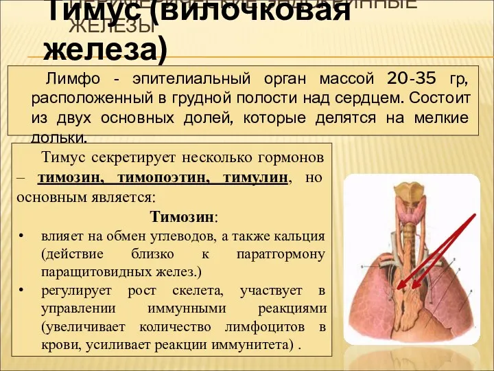 ПЕРИФЕРИЧЕСКИЕ ЭНДОКРИННЫЕ ЖЕЛЕЗЫ Лимфо - эпителиальный орган массой 20-35 гр,