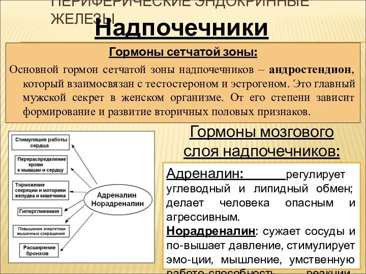 ПЕРИФЕРИЧЕСКИЕ ЭНДОКРИННЫЕ ЖЕЛЕЗЫ Гормоны сетчатой зоны: Основной гормон сетчатой зоны