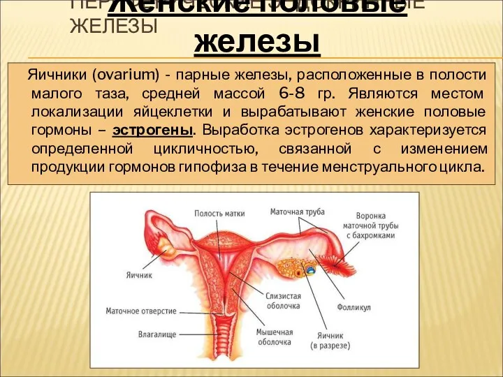 ПЕРИФЕРИЧЕСКИЕ ЭНДОКРИННЫЕ ЖЕЛЕЗЫ Яичники (ovarium) - парные железы, расположенные в