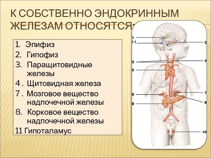 К СОБСТВЕННО ЭНДОКРИННЫМ ЖЕЛЕЗАМ ОТНОСЯТСЯ: 1. Эпифиз 2. Гипофиз 3.