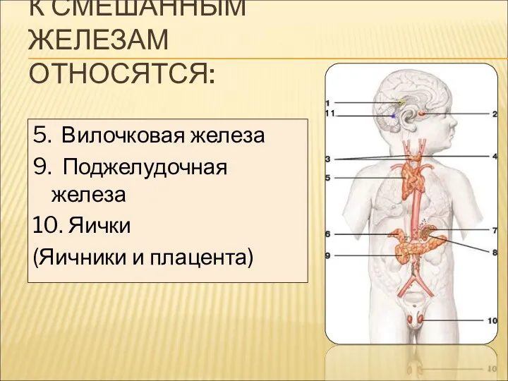 К СМЕШАННЫМ ЖЕЛЕЗАМ ОТНОСЯТСЯ: 5. Вилочковая железа 9. Поджелудочная железа 10. Яички (Яичники и плацента)