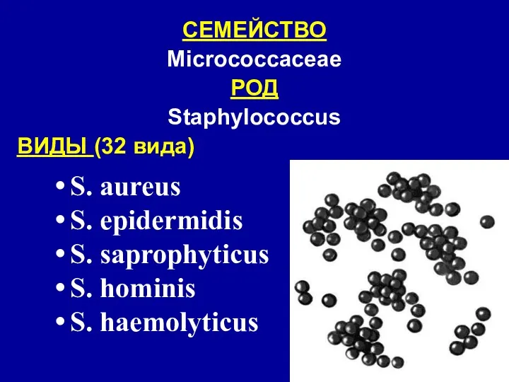 СЕМЕЙСТВО Micrococcaceae РОД Staphylococcus ВИДЫ (32 вида) S. aureus S. epidermidis S. saprophyticus