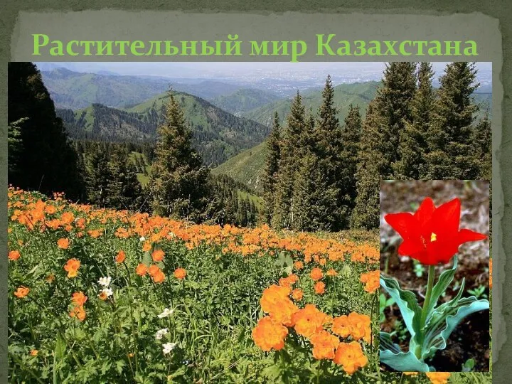 Растительный мир Казахстана