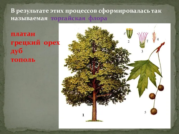 В результате этих процессов сформировалась так называемая торгайская флора платан грецкий орех дуб тополь