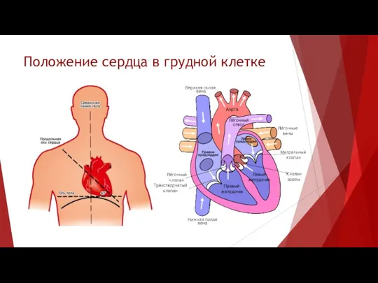 Положение сердца в грудной клетке