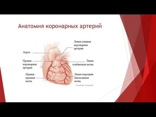 Анатомия коронарных артерий