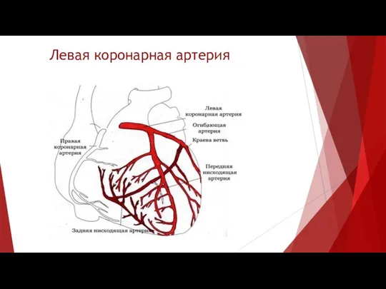 Левая коронарная артерия