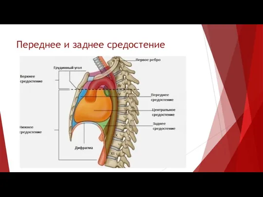 Переднее и заднее средостение