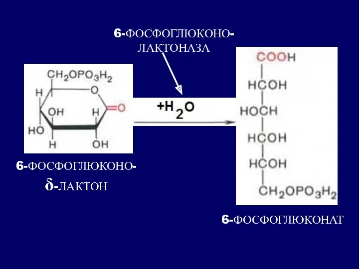 6-ФОСФОГЛЮКОНО- δ-ЛАКТОН 6-ФОСФОГЛЮКОНО- ЛАКТОНАЗА 6-ФОСФОГЛЮКОНАТ