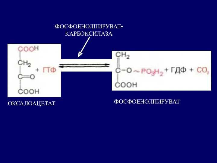 ОКСАЛОАЦЕТАТ ФОСФОЕНОЛПИРУВАТ ФОСФОЕНОЛПИРУВАТ- КАРБОКСИЛАЗА