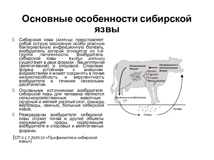 Основные особенности сибирской язвы Сибирская язва (Anthrax) представляет собой острую