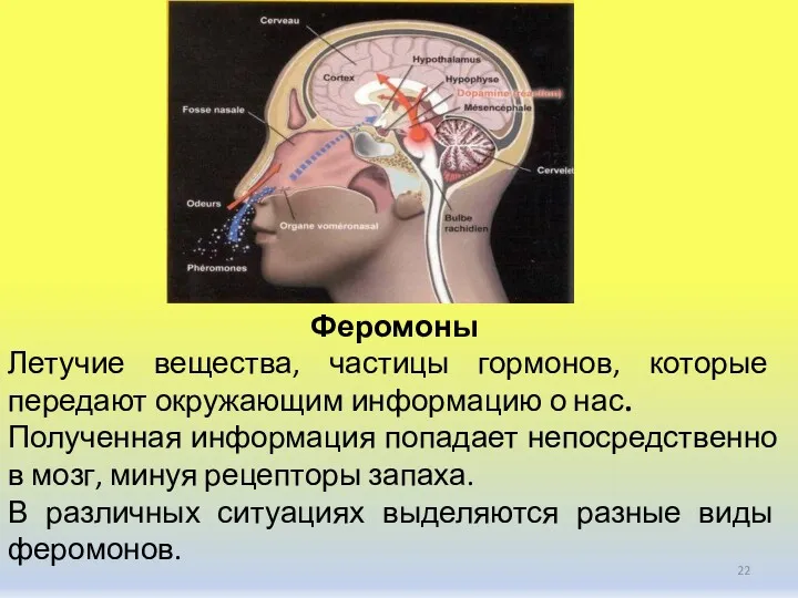 Феромоны Летучие вещества, частицы гормонов, которые передают окружающим информацию о