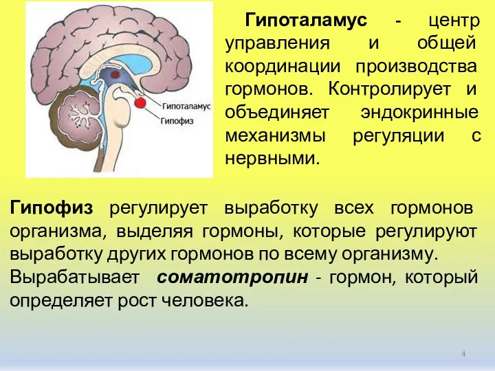 Гипоталамус - центр управления и общей координации производства гормонов. Контролирует