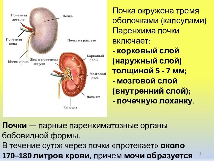 Почки — парные паренхиматозные органы бобовидной формы. В течение суток