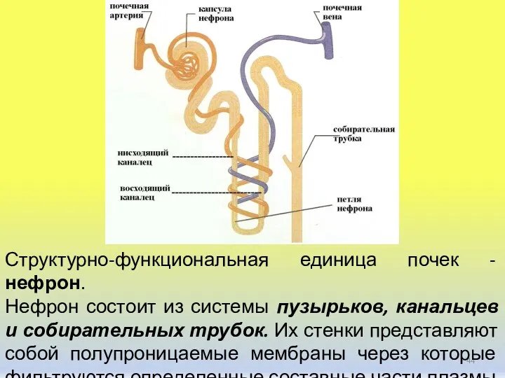 Структурно-функциональная единица почек - нефрон. Нефрон состоит из системы пузырьков,